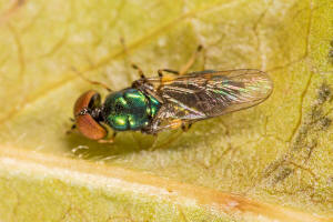 Microchrysa polita / Grnglnzende Waffenfliege / Waffenfliegen - Stratiomyidae