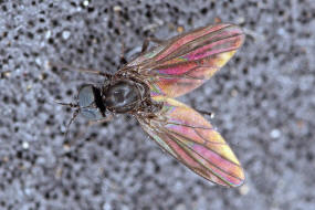 Microphor spec. (Microphorinae)