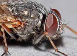 Muscina stabulans / "Falsche Stallfliege" auch "Hausfliege" / Echte Fliegen - Muscidae