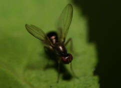 Nemopoda nitidula / Kein deutscher Name / Zweiflügler - Diptera - Sepsidae - Schwingfliegen