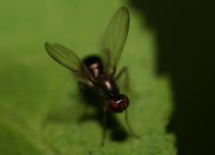 Nemopoda nitidula / Kein deutscher Name / Zweiflgler - Diptera - Sepsidae - Schwingfliegen