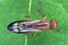 Opomyza germinationis / Ohne deutschen Namen / Saftfliegen - Opomyzidae (auch Grasfliegen oder Wiesenfliegen genannt)