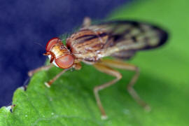 Opomyza germinationis / Ohne deutschen Namen / Saftfliegen - Opomyzidae (auch Grasfliegen oder Wiesenfliegen genannt)