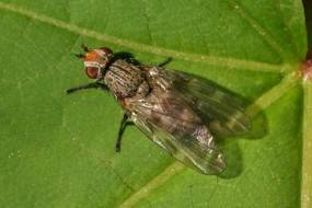 Otites centralis / Schmuckfliege / Schmuckfliegen - Ulidiidae