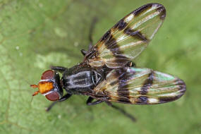 Otites rivularis / Ohne deutschen Namen / Schmuckfliegen - Ulidiidae (= Otitidae)