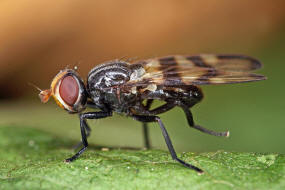 Otites rivularis / Ohne deutschen Namen / Schmuckfliegen - Ulidiidae (= Otitidae)