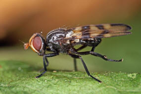 Otites rivularis / Ohne deutschen Namen / Schmuckfliegen - Ulidiidae (= Otitidae)