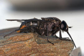 Pangonius (subgenus Melanopangonius) funebris / Ohne deutschen Namen / Bremsen - Tabanidae / Ordnung: Zweiflgler - Diptera / Fliegen - Brachycera