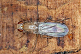 Paraclusia tigrina / Ohne deutschen Namen / Clusiidae / Ordnung: Zweiflügler - Diptera
