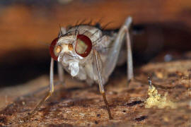 Paraclusia tigrina / Ohne deutschen Namen / Clusiidae / Ordnung: Zweiflgler - Diptera