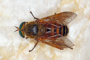 Philipomyia graeca (Fabricius, 1794) / Bremsen - Tabanidae - Tabaninae