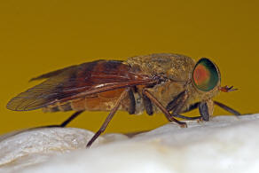 Philipomyia graeca (Fabricius, 1794) / Bremsen - Tabanidae - Tabaninae