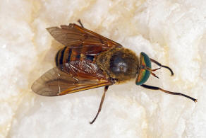 Philipomyia graeca (Fabricius, 1794) / Bremsen - Tabanidae - Tabaninae