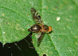 Philophylla caesio / Bohrfliege