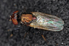 Physiphora alceae / Ohne deutschen Namen / Schmuckfliegen - Ulidiidae (= Otitidae) / Ordnung: Zweiflügler - Diptera / Fliegen - Brachycera