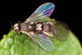 Phytomyza spec. / Minierfliege