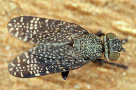 Platystoma seminationis / Ohne deutschen Namen / Breitmundfliegen - Platystomatidae / Ordnung: Zweiflgler - Diptera / Fliegen - Brachycera