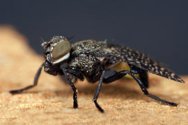 Platystoma seminationis / Ohne deutschen Namen / Breitmundfliegen - Platystomatidae / Ordnung: Zweiflgler - Diptera / Fliegen - Brachycera