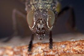 Platystoma seminationis / Ohne deutschen Namen / Breitmundfliegen - Platystomatidae / Ordnung: Zweiflgler - Diptera / Fliegen - Brachycera