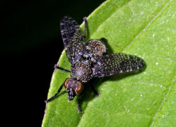 Platystoma seminationis / Ohne deutschen Namen / Breitmundfliegen - Platystomatidae / Ordnung: Zweiflgler - Diptera / Fliegen - Brachycera