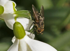 Pollenia spec. / Calliphoridae - "Schmeifliegen"