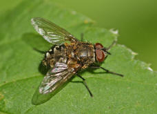 Pollenia spec. / Calliphoridae - "Schmeifliegen"