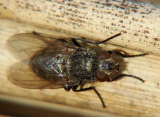 Pollenia spec. / Calliphoridae - "Schmeifliegen"