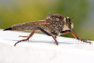 Asilidae - unbekannte Raubfliege