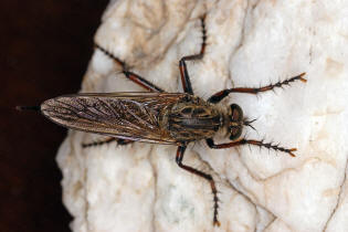 Asilidae - unbekannte Raubfliege