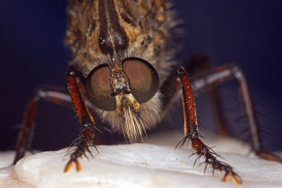 Asilidae - unbekannte Raubfliege