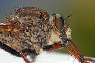 Asilidae - unbekannte Raubfliege