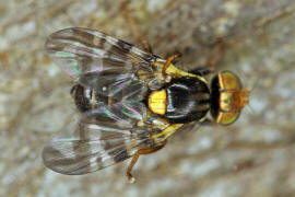 Rhagoletis cerasi / Kirschfruchtfliege / Kirschbohrfliege / Bohrfliegen - Tephritidae / Ordnung: Zweiflgler - Diptera / Fliegen - Brachycera