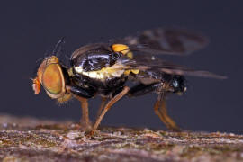 Rhagoletis cerasi / Kirschfruchtfliege / Kirschbohrfliege / Bohrfliegen - Tephritidae / Ordnung: Zweiflgler - Diptera / Fliegen - Brachycera