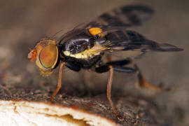 Rhagoletis cerasi / Kirschfruchtfliege / Kirschbohrfliege / Bohrfliegen - Tephritidae / Ordnung: Zweiflgler - Diptera / Fliegen - Brachycera