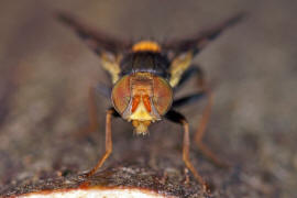 Rhagoletis cerasi / Kirschfruchtfliege / Kirschbohrfliege / Bohrfliegen - Tephritidae / Ordnung: Zweiflgler - Diptera / Fliegen - Brachycera