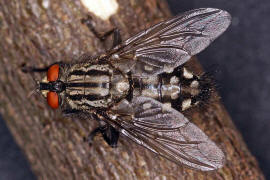 Sarcophaga spec. / Fleischfliege (Paarung) / Fleischfliegen - Sarcophagidae / Ordnung: Zweiflügler - Diptera / Fliegen - Brachycera