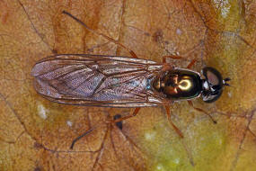 Sargus bipunctatus / Dungwaffenfliege / Waffenfliegen - Stratiomyidae