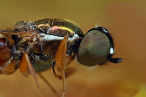 Sargus bipunctatus / Dungwaffenfliege / Waffenfliegen - Stratiomyidae