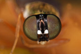 Sargus bipunctatus / Dungwaffenfliege / Waffenfliegen - Stratiomyidae