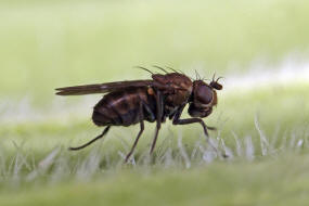 Scatella tenuicosta / Ohne deutschen Namen / Sumpffliegen - Ephydridae / Ordnung: Zweiflgler - Diptera / Fliegen - Brachycera