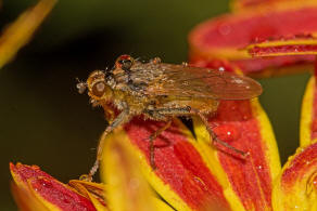 Scathophaga stercoraria / Gelbe Dungfliege / Dungfliegen - Scathophagidae / Ordnung: Zweiflgler - Diptera / Fliegen - Brachycera