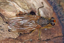 Scathophaga stercoraria / Gelbe Dungfliege / Dungfliegen - Scathophagidae / Ordnung: Zweiflgler - Diptera / Fliegen - Brachycera