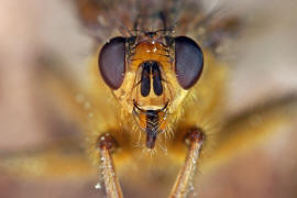 Scathophaga stercoraria / Gelbe Dungfliege / Dungfliegen - Scathophagidae / Ordnung: Zweiflgler - Diptera / Fliegen - Brachycera