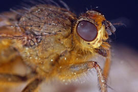 Scathophaga stercoraria / Gelbe Dungfliege / Dungfliegen - Scathophagidae / Ordnung: Zweiflgler - Diptera / Fliegen - Brachycera