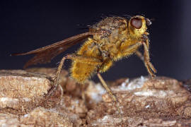 Scathophaga stercoraria / Gelbe Dungfliege / Dungfliegen - Scathophagidae / Ordnung: Zweiflgler - Diptera / Fliegen - Brachycera