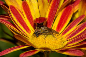 Scathophaga stercoraria / Gelbe Dungfliege / Dungfliegen - Scathophagidae / Ordnung: Zweiflgler - Diptera / Fliegen - Brachycera