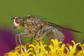 Scathophaga stercoraria / Gelbe Dungfliege / Dungfliegen - Scathophagidae / Ordnung: Zweiflgler - Diptera / Fliegen - Brachycera