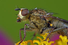 Scathophaga stercoraria / Gelbe Dungfliege / Dungfliegen - Scathophagidae / Ordnung: Zweiflgler - Diptera / Fliegen - Brachycera