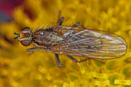 Scathophaga stercoraria / Gelbe Dungfliege / Dungfliegen - Scathophagidae / Ordnung: Zweiflgler - Diptera / Fliegen - Brachycera