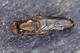 Scenopinus fenestralis / Ohne deutschen Namen / Fensterfliegen - Scenopinidae / Ordnung: Zweiflgler - Diptera / Fliegen - Brachycera